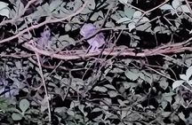 Night Walk Nosara Activity