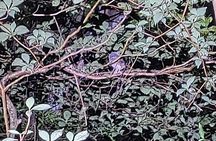 Night Walk Nosara Activity