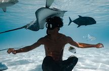Snorkeling Safari Moorea (Half Day Tour)