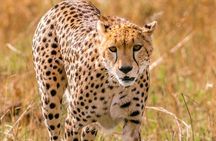 7-Day Masai Mara, Nakuru, Naivasha & Amboseli Kenya Budget Safari