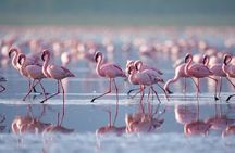 4 Days Landcruiser Safari to Masai Mara and Lake Nakuru