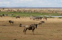 4 Days Landcruiser Safari to Masai Mara and Lake Nakuru