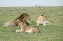 4 Days Landcruiser Safari to Masai Mara and Lake Nakuru
