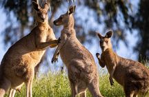 PRIVATE Blue Mountains UNESCO National Park Tour (9 hrs)