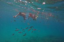Snorkeling Adventure in Musandam with lunch