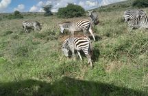 Nairobi National Park Half Day with Pickup