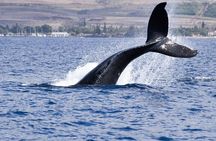 Cape Town Whale Watching Activity in Hermanus