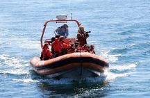 Cape Town Whale Watching Activity in Hermanus