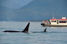 Cape Town Whale Watching Activity in Hermanus