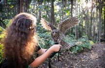 Buderim Forest Flight Owl Encounter and Tour