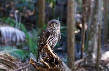 Buderim Forest Flight Owl Encounter and Tour