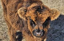 Scottish Highland Fluffy Cow Experience with Gelato and Coffee 