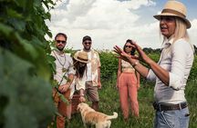 Vineyard tour with tasting of 6 Garda Wines