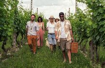 Pic Nic in the Vineyard with wine tasting