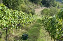 Chianti family owned organic wine tasting