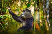 Golden Monkey Tracking Day Pass