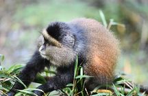 Golden Monkey Tracking Day Pass