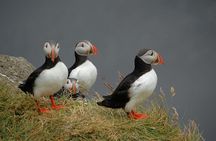 Puffin and Wildlife Boat Tour