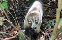 Explore Panama Canal and Gatun Lake with Rainforest Hike
