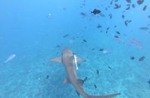 Half a day to discover Bora Bora with O-sea 