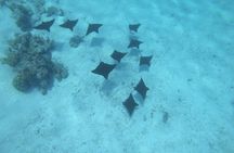 An Immersed Day in Bora Bora with O-sea