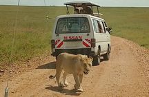 3 Days Maasai Mara Safari
