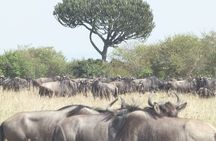 3 Days Maasai Mara Safari