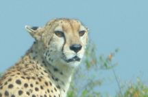 3 Days Maasai Mara Safari