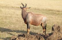 3 Days Maasai Mara Safari