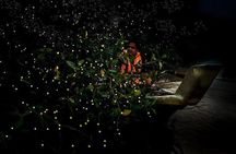 Fireflies and Blue Tears Tour 