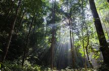 Taman Negara Tour