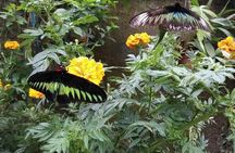 Cameron Highlands Day Tour
