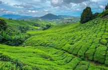 Cameron Highlands Day Tour