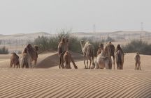 Al Ain Day Trip with International Private Buffet Lunch