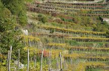 Wine trails from Positano with tasting