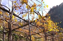 Wine trails from Positano with tasting