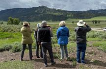 Upper Loop: Lamar Wildlife Safari from Gardiner | PRIVATE + Lunch