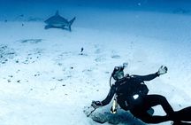 Bull Shark Dive in Playa del Carmen – Dive Machine Experience