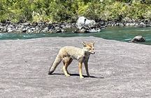 Osorno Volcano and National Park Shore Tour for Cruisers 