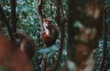 Sinharaja Rainforest Day Tour By Rainforest Expedition 