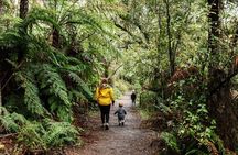 Puffing Billy & Rainforest Tour from Melbourne