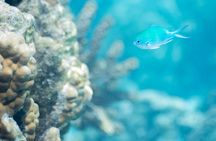 Snorkeling immersion in the wonders of Tahiti