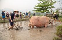 Living Land Experience and Kuang Si water with Lunch 