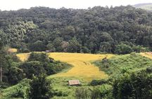 Private Guided Day Trip to Doi Inthanon National Park.