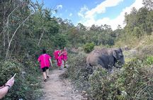 Chiang Mai Elephant Watch and Wang River Rafting