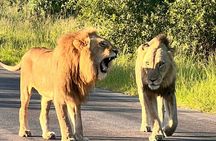 Kruger National Park Full Day Safari