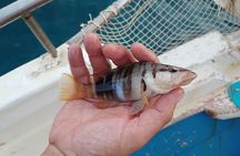 Hook Your Adventure Now with Chania Rod Fishing Experience