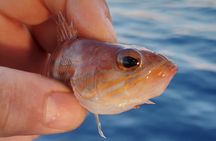 Hook Your Adventure Now with Chania Rod Fishing Experience