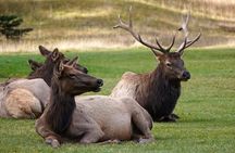 Calgary to Louise, Moraine, Emerald Lake and Johnston Canyon Tour