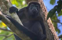 Manuel Antonio Night Tour Small group